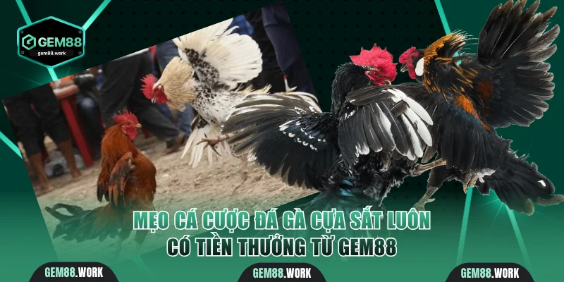 Mẹo cá cược đá gà cựa sắt luôn có tiền thưởng từ Gem88